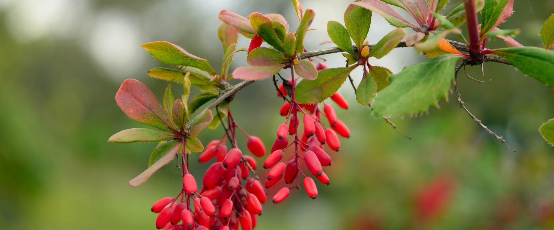 Berberine: A Natural Alternative To Antibiotics